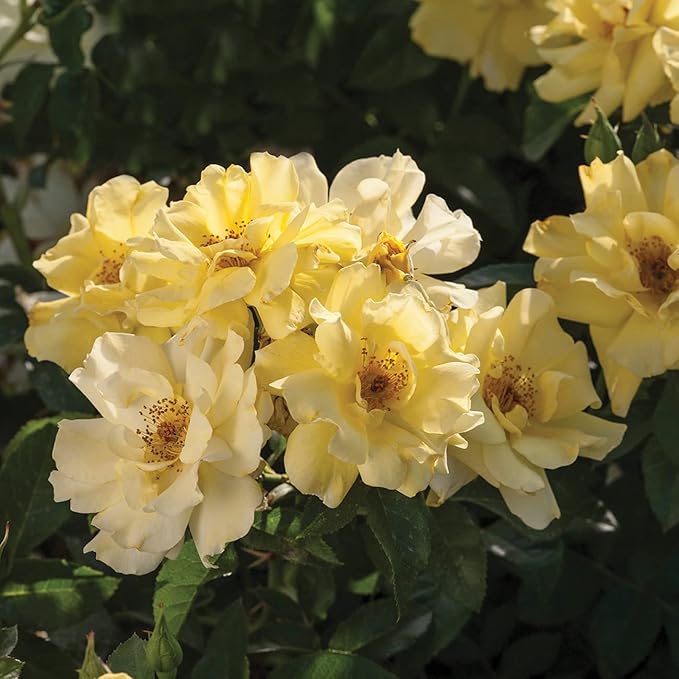 PERFECT PLANTS Lemon Drift Rose Bush 1 Gallon | Live Bushes for Outdoor Planting | Ground Cover Roses Stay Small | Bright Yellow Blooming Shrubs