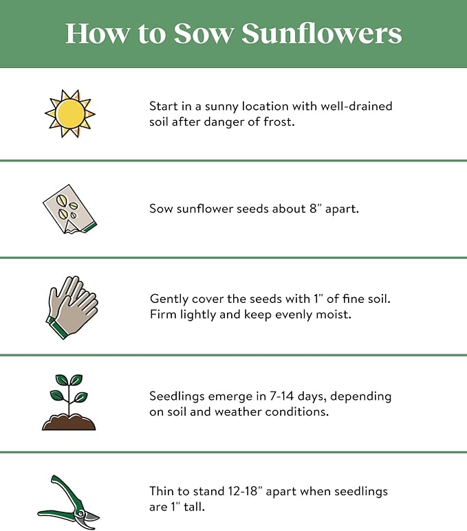 Burpee Sunforest Mix Sunflower Seeds 100 seeds