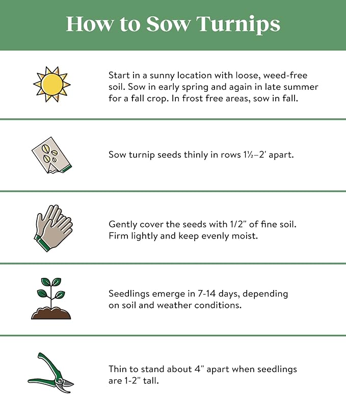 Burpee Purple Top White Globe Turnip Seeds 5000 seeds