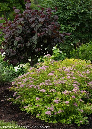 Proven Winners - Spiraea jap. Double Play Big Bang (Spirea) Shrub, large pink flw., #3 - Size Container