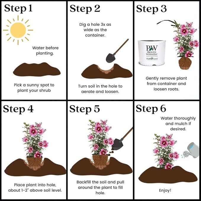 2g Proven Winners Hibiscus Red Pillar