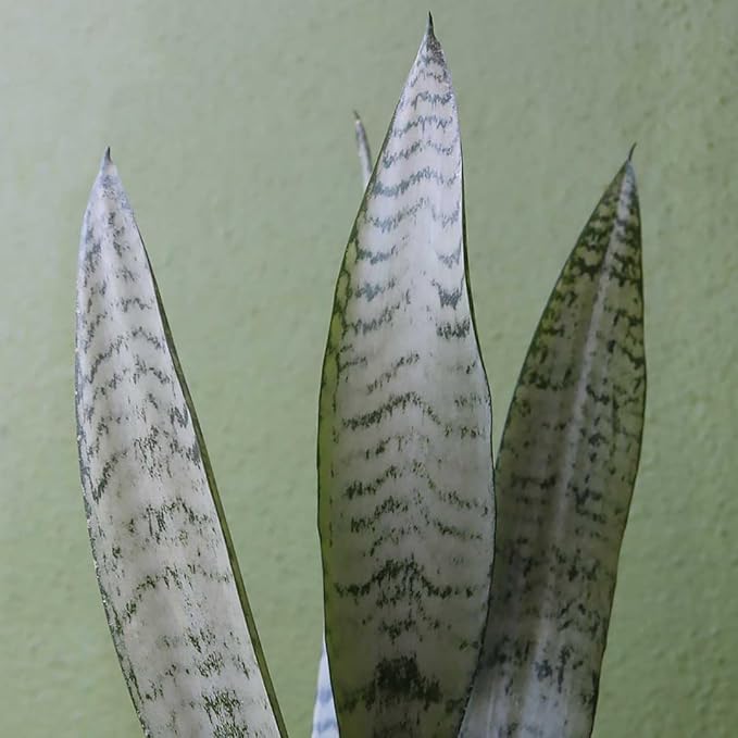 American Plant Exchange Snake Plant, Sansevieria Zeylanica Green, Compact 4-Inch Pot, Stylish Deco Cover Included, Live Indoor Houseplant, Easy to Care, Air Purifying, Perfect for Home Office & Garden