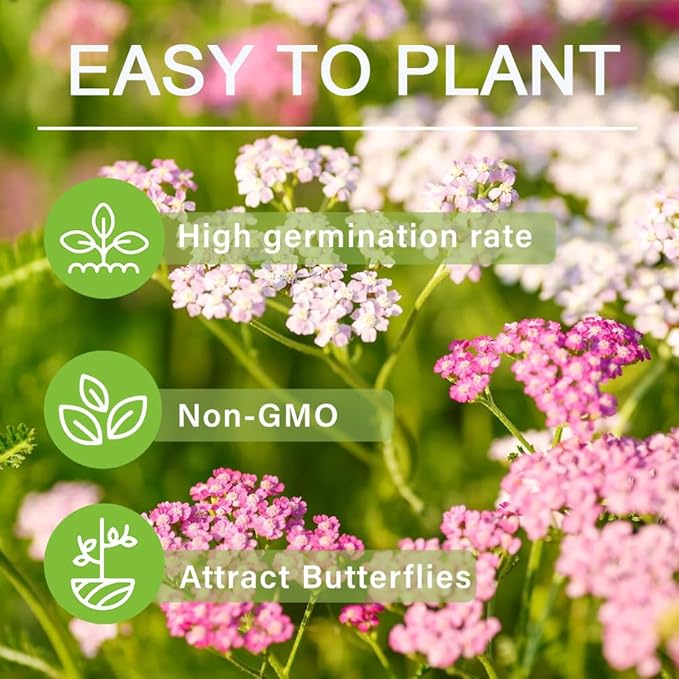 1000+Perennial Mixed Yarrow Flowers Seeds for Planting Outdoor Garden, Non-GMO,Heirloom