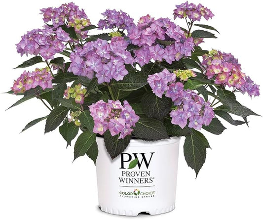 2 Gallon Proven Winners Hydrangea Let's Dance Can Do Shrub