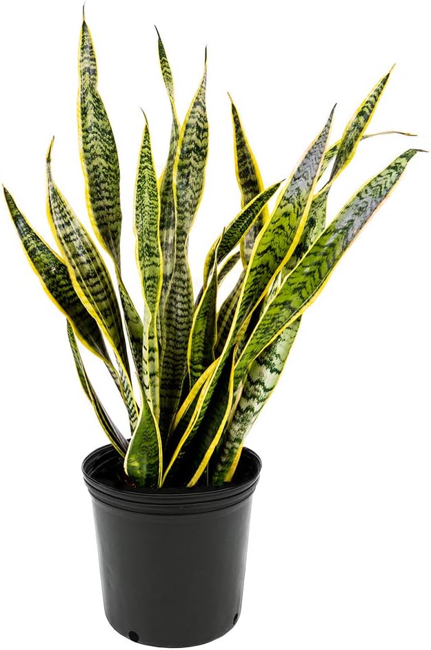 American Plant Exchange Snake Plant, Live Yellow Sansevieria, Laurentii, Easy-to-Care Large Air-Purifying Houseplant, 10-Inch Pot, 2-3ft Tall, Perfect for Home, Office & Garden Décor