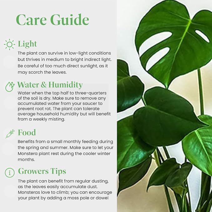 American Plant Exchange Monstera Deliciosa Split Leaf Plant, Live 6-Inch Pot for Home and Garden Decor, Air Purifying Tropical Elegance