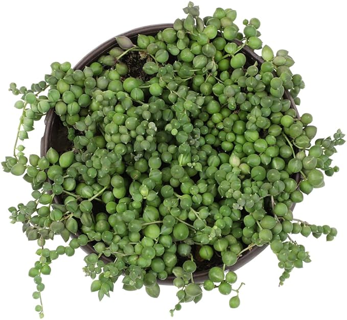 String of Pearls Plant Live Succulents in Hanging Planter, Succulents Plants Live Houseplants Mini Succulents, String of Pearls Live Succulent Live Plants Indoor Plant Indoor Plants by Plants for Pets