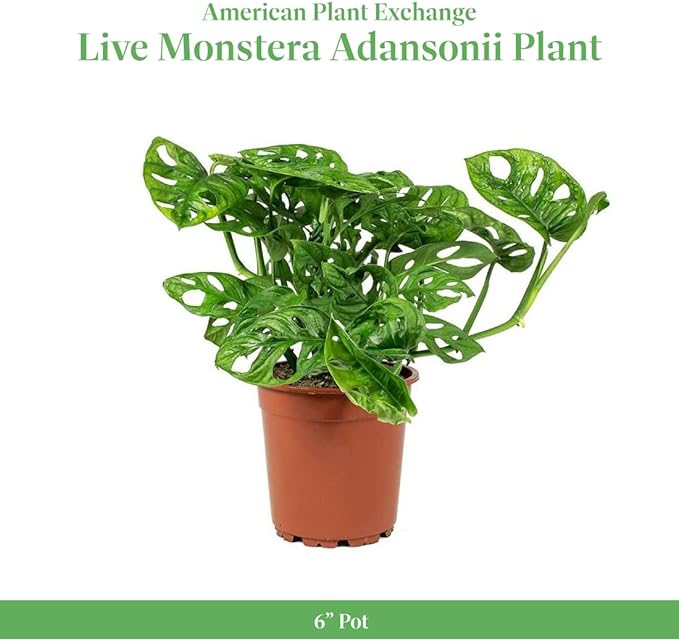 American Plant Exchange Monstera Adansonii Swiss Cheese Vine, Live 6-Inch Plant Pot for Home and Garden Decor, Air Purifying