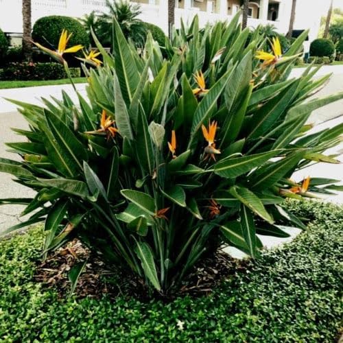 Bird of Paradise - Orange - Strelitzia Reginae. (2 Orange BoP in Cup)