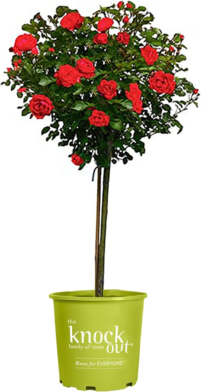 3g Knock Out Double Red Tree Rose