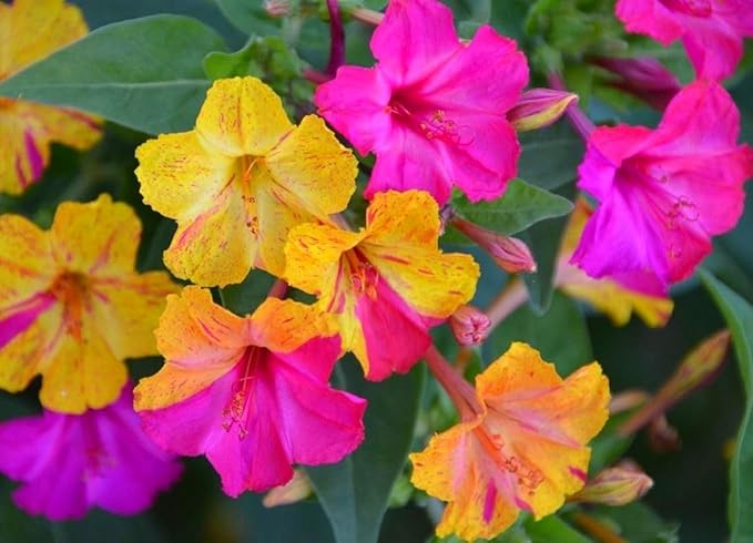 100 Four O'Clock Flower Seeds: Fragrant Mix for Perennial Blooms