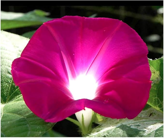 Climbing Vines Seeds - Colorful Mixture of Morning Blooming Vine, Nasturtium, Black Eyed Susan Vine and Sweet Pea Vines Seeds