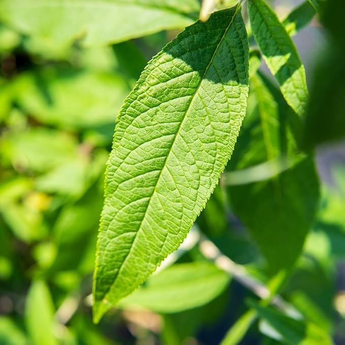 PERFECT PLANTS Black Knight Butterfly Shrub 1 Gallon | Live Bush for Outdoor Planting | Attracting Pollinators Like Butterflies, Bees, and Hummingbirds | Beautiful Dark Purple Flowers in Summer