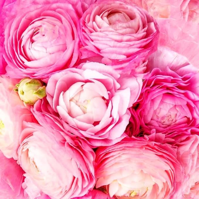 Mixed Peony Ranunculus Bulbs- Persian Buttercup -10 Corms Bulbs Flowering Blooms Perennial Bulbous Root Garden Plant (Pink)
