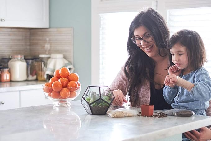 Shop Succulents | String of Succulents Collection | Burrito Sedum/Donkey Tail Live Outdoor/Indoor Hanging Succulent Plant | Fully Rooted in Soil