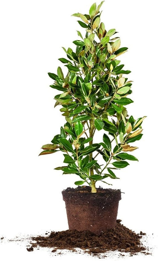 PERFECT PLANTS 2-3 FT Little Gem Magnolia Tree, White