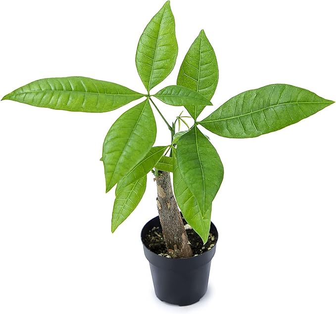 Altman Plants, Live Money Tree Plant, Pachira Aquatica Money Tree, Feng Shui Money Tree Pachira Aquatica Plant, Pachira Plant Bonsai Tree in Planter Pot with Soil, Money Tree Plant Indoor Plants