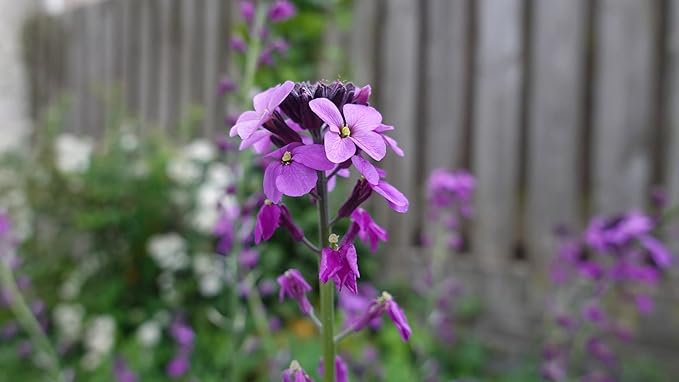 Black Duck Brand Set of 100 Flower Seed Packets! Flower Seeds in Bulk - Best Value Seeds - Great for Classrooms, Beginner Gardeners and Kids! - Deluxe Varieties! (100)