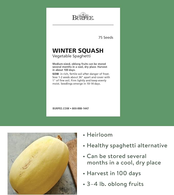 Burpee Vegetable Spaghetti Winter Squash Seeds 75 seeds