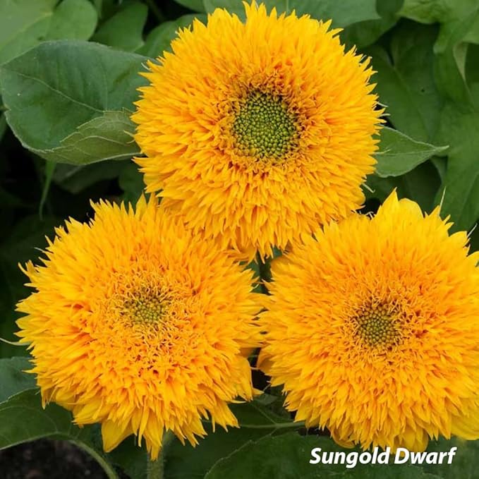 Sunflower Seed Mix, Covers 325 Sq Ft, 9 Flower Varieties, Over 1,000 Seeds - Created By Nature