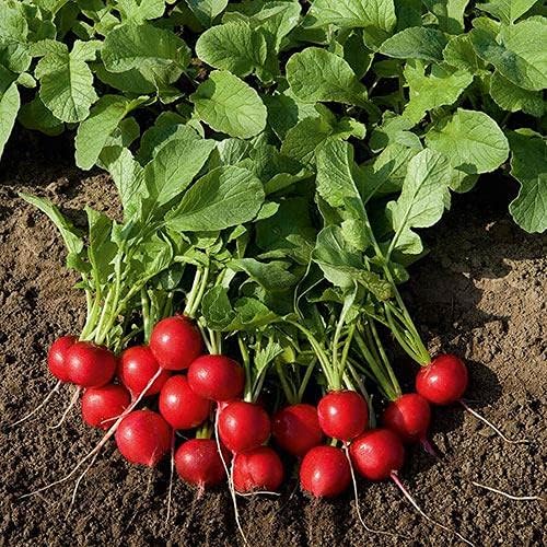 Park Seed Radish Vegatable Plant Seeds, Easy to Grow, Variety of Colors, Spring Garden, Rudolf Organic, Pack of 200