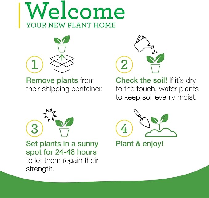 Bonnie Plants Garden Sage Live Herb Plants - 4 Pack, Easy To Grow, Non-GMO, Perennial In Zones 5 to 8, Key Ingredient Of Poultry Seasoning & Turkey Stuffing