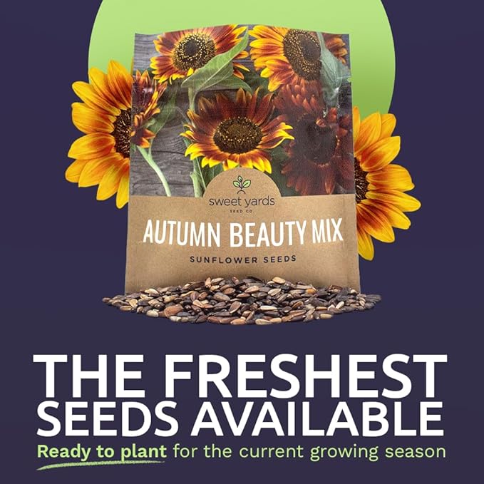 Autumn Beauty Sunflower Seeds – Extra Large Packet – Over 1,400 Open Pollinated Non-GMO Wildflower Seeds – Helianthus annus – Beautiful Shades of Gold, Bronze, Yellow, and Purple