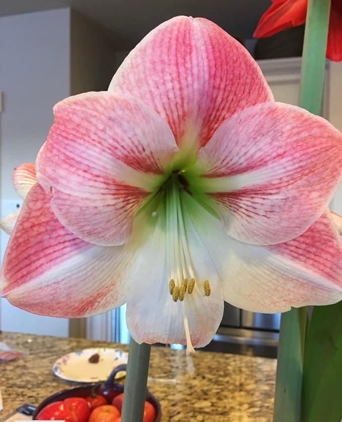 Amaryllis Apple Blossom Huge Bulb 28-36cm! Great Holiday Gift! Easy Grow Bulbs!
