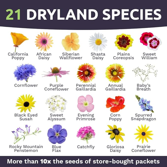 Drought Tolerant Wildflowers Mix – Extra Large Packet – Over 7,500 Open Pollinated Non-GMO Seeds – 21 Different Dryland Species