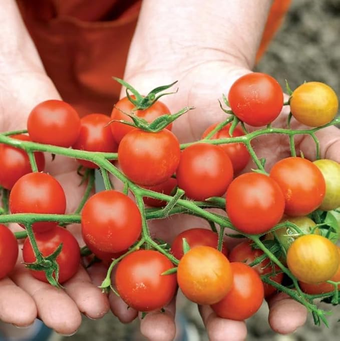 Park Seed Variety of Tomato Vegetable Seeds, Plant Seeds, Easy to Grow, Perfect for Harvesting, Supersweet 100 Hybrid, Pack of 1000