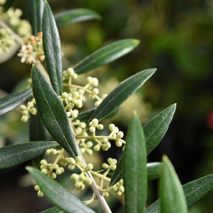 PERFECT PLANTS Arbequina Olive Live Plant, 3-4ft, Includes Care Guide