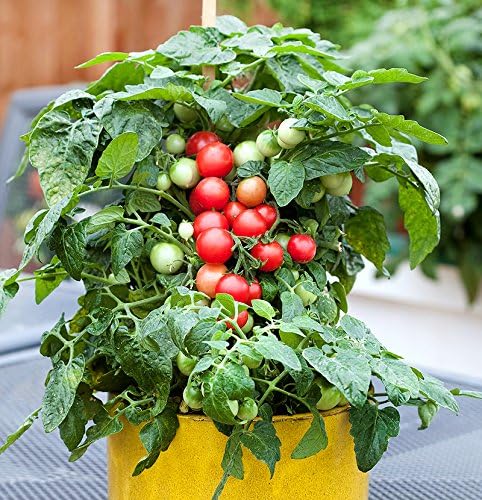 30 Dwarf Red Robin Tomato Seeds, Heirloom Non-GMO, Sweet, Low Acid, Determinate, Open-Pollinated, Delicious, Solanum lycoperscium, from USA
