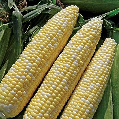 Park Seeds Bicolor (White/Yellow) Sweet Corn Allure, Pack of 100 Seeds