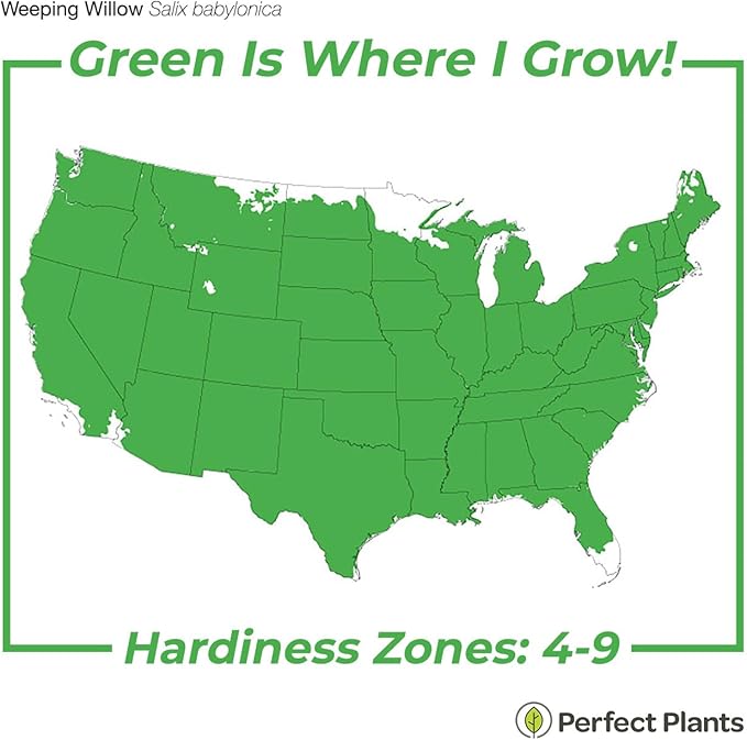 Weeping Willow - Size: 4-5 ft, Live Plant, Includes Special Blend Plant Food & Planting Guide