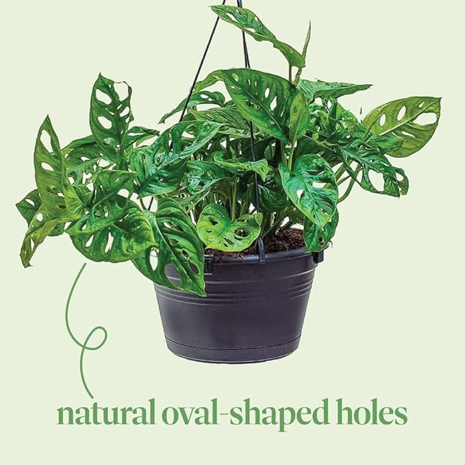 American Plant Exchange Monstera Adansonii Swiss Cheese Plant, Live Trailing Vine in 8-Inch Hanging Basket for Home and Garden Decor, Air Purifying