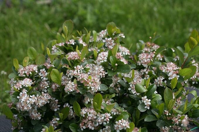 Proven Winners - Aronia Low Scape Mound (Chokeberry) Shrub, white flowers, #3 - Size Container