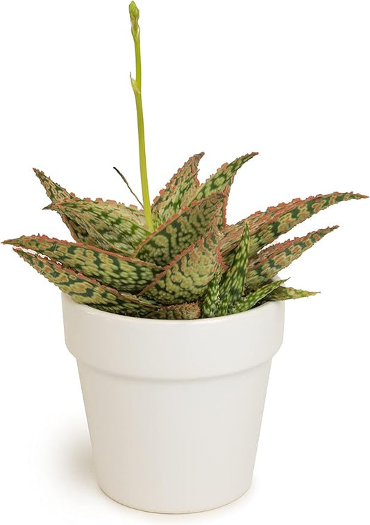 Live Aloe Plant Succulents, Star Aloe Plants Live with White Planter, Succulents Plants Live in Potting Soil Mix, Potted Succulents Live Plants, Cactus Plants Live Succulent Plants by Plants for Pets