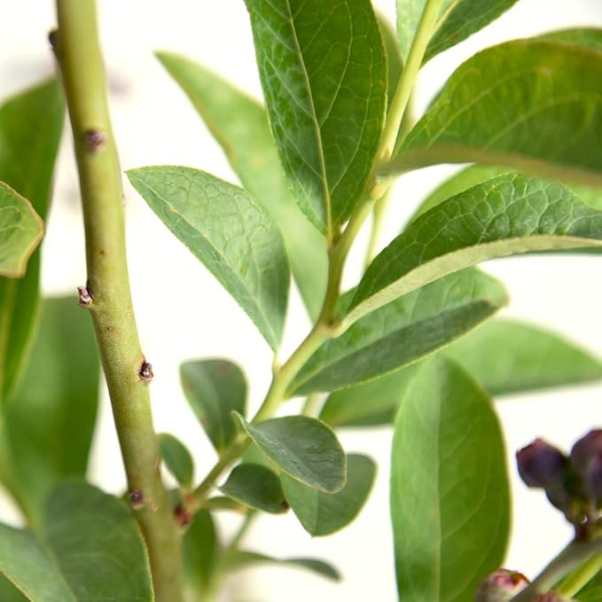 PERFECT PLANTS Premier Blueberry Live Plant, 1 Gallon, Light Green