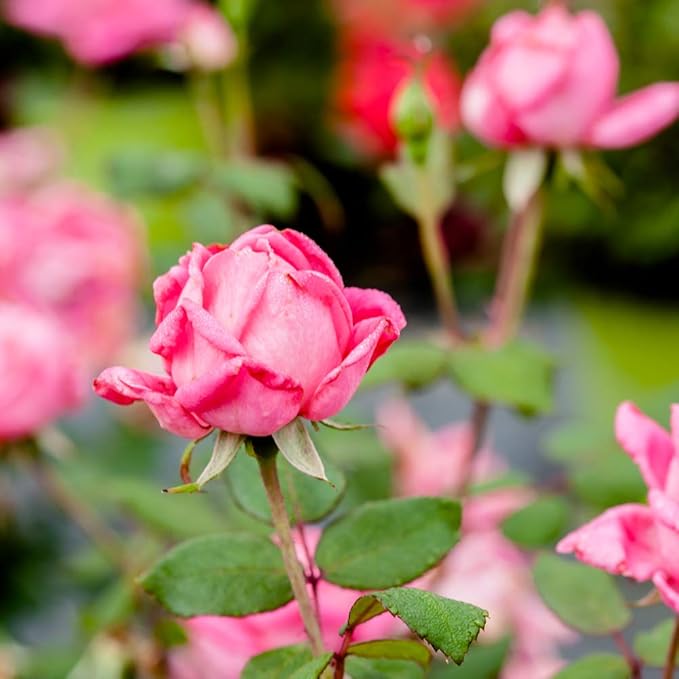 PERFECT PLANTS Double Pink Knock Out Rose Live Plant, 3 Gallon, Includes Care Guide