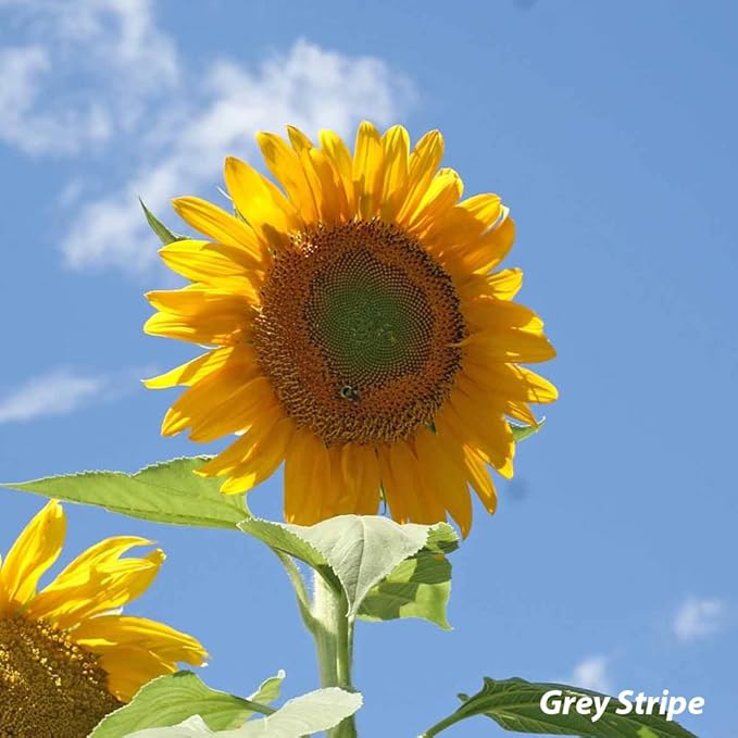 Sunflower Seed Mix, Covers 325 Sq Ft, 9 Flower Varieties, Over 1,000 Seeds - Created By Nature
