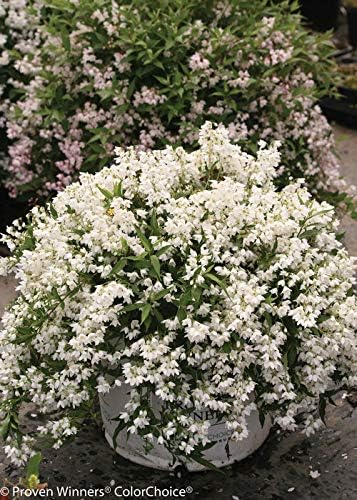 Proven Winners - Deutzia Yuki Snowflake (Yuki Snowflake Deutzia) Shrub, white flowers, #3 - Size Container