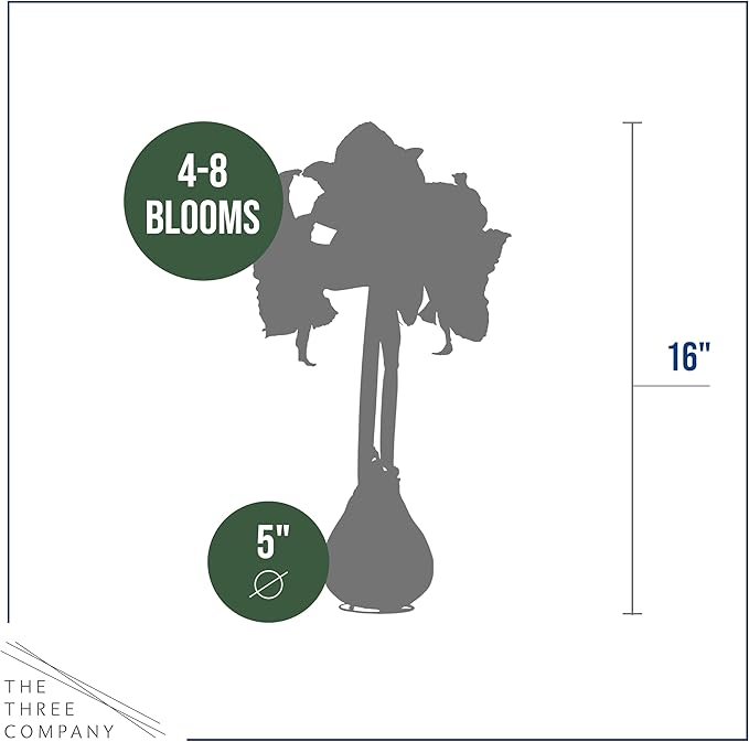 Waxed Amaryllis Bulb - Red Wax, White Blooms - Easy Care - No Watering Needed! Beautiful Spring Décor, Valentine's Day Special