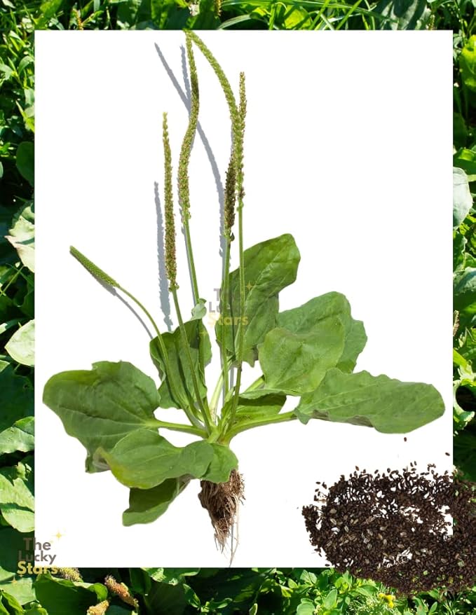 1500 Broadleaf Plantain Seeds - Cay Ma De - (Plantago Major) Organic Medical Plant Seed | Non GMO | Organic | Heirloom