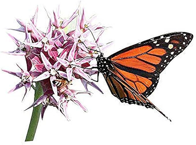 Common Milkweed Seeds - Asclepias syriaca - Attracts Monarch Butterflies