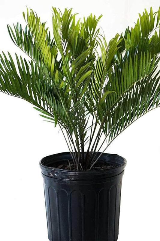American Plant Exchange Coontie Palm Zamia Pumila Live Plant, 6" Pot, Indoor/Outdoor Air Purifier