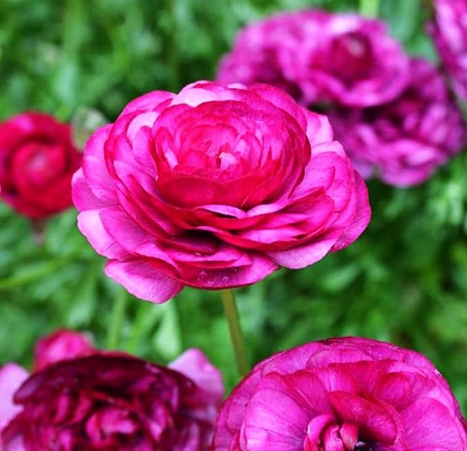 Mixed Peony Ranunculus Bulbs- Persian Buttercup -10 Corms Bulbs Flowering Blooms Perennial Bulbous Root Garden Plant (Pink)