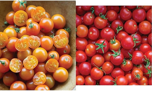 Burpee 'Sun Gold' & 'Super Sweet 100' Hybrid Cherry Tomato Seeds, 30 & 50 Non-GMO