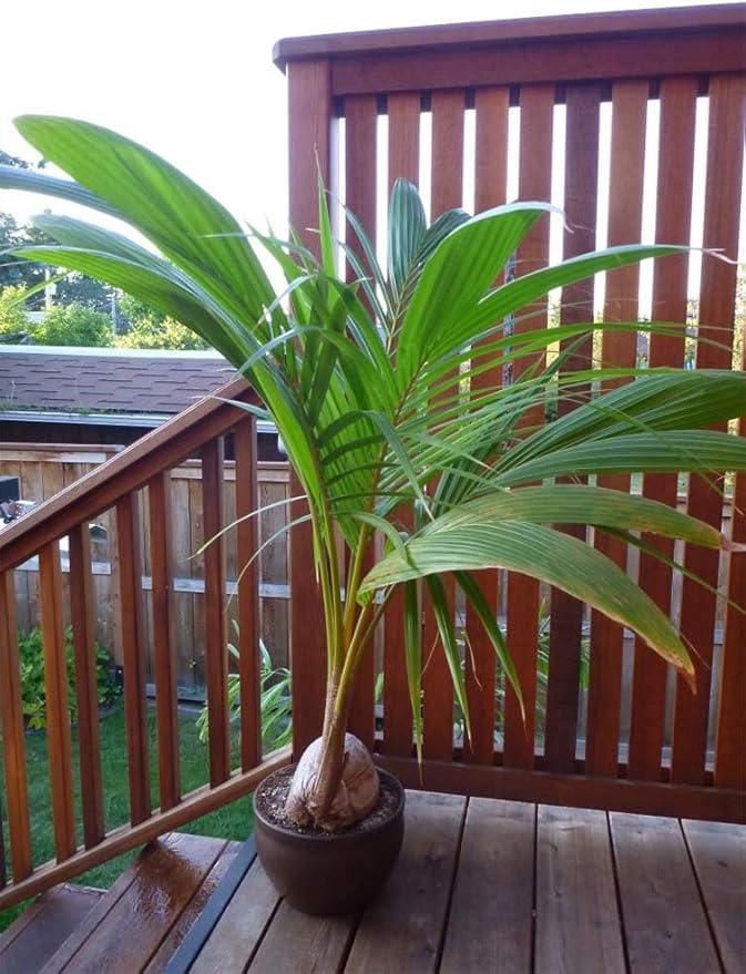 American Plant Exchange Coconut Palm Tree, Live Tropical Plant for Indoor & Outdoor Use, Malaysian Dwarf Green, Home, Garden, Landscape & Patio Décor, 2ft Tall with Pot Cover