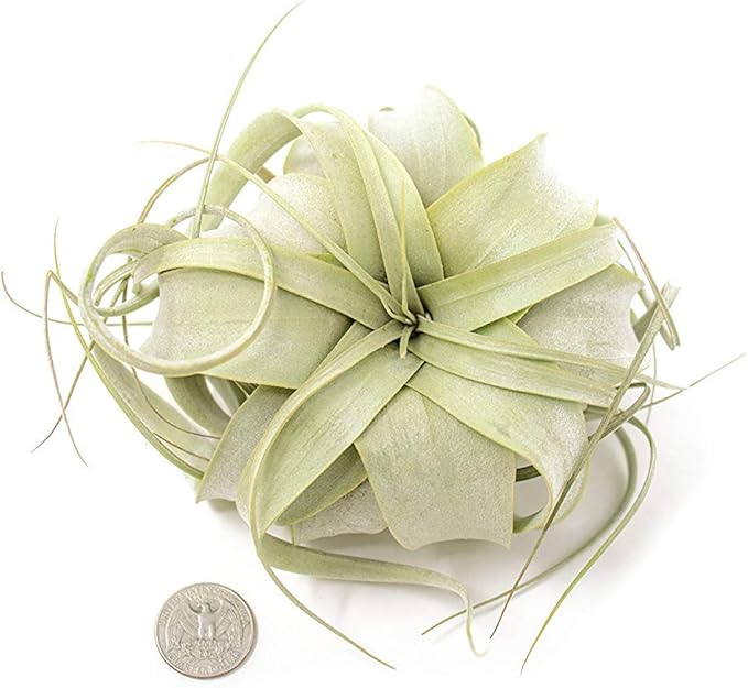 Tillandsia Xerographica Air Plant, Tillandsia Air Plants Live Large Indoor Plants Live Houseplants, Exotic Plants for Succulent Terrarium, Fairy Garden Decor, Succulents Live Plants by Plants for Pets