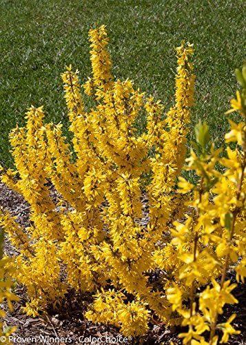 Proven Winners - Forsythia Show Off Sugar Baby (Forsythia) Shrub, yellow flowers, #2 - Size Container